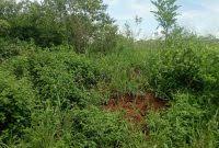 2.5 Acres Coffee Farm