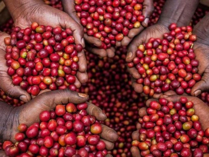 Raw coffee beans Uganda investment